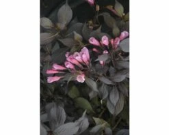 Weigelie FloraSelf Weigela Florida 'Coco Krunch' H 40-50 Cm Co 6 L