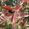Glanzmispel FloraSelf Photinia Fraseri 'Camilvy' H 50-60 Cm Co 6 L -FloraSelf Geschäft DV 8 10189428 01 4c DE 20191105141652