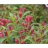 Weigelie FloraSelf Weigela Florida 'All Summer Red' H 50-60 Cm Co 6 L -FloraSelf Geschäft DV 8 10189429 02 4c DE 20191105171653