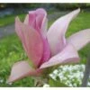 Magnolie FloraSelf Magnolia 'Daybreak' H 100-125 Cm Co 10 L -FloraSelf Geschäft DV 8 10189435 01 4c DE 20191105141652
