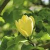 Magnolie FloraSelf Magnolia 'Yellow Bird' H 100-125 Cm Co 10 L -FloraSelf Geschäft DV 8 10189439 01 4c DE 20191105141752