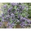 Sommerflieder FloraSelf Buddleja Alternifolia 'Unique' H 60-80 Cm Co 4,5 L -FloraSelf Geschäft DV 8 10189449 01 4c DE 20191020211659