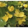 Ranunkelstrauch FloraSelf Kerria Japonica 'Golden Guinea' H 80-100 Cm Co 10 L -FloraSelf Geschäft DV 8 10189451 01 4c DE 20191020211659