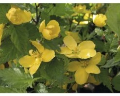 Ranunkelstrauch FloraSelf Kerria Japonica 'Golden Guinea' H 80-100 Cm Co 10 L