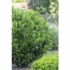 Kirschlorbeer FloraSelf Prunus Laurocerasus 'Renault Ace' H 80-100 Cm Co 18 L