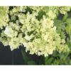Rispenhortensie FloraSelf Hydrangea Paniculata 'Magical Matterhorn' H 50-60 Cm Co 6 L -FloraSelf Geschäft DV 8 10189470 01 4c DE 20191020211659