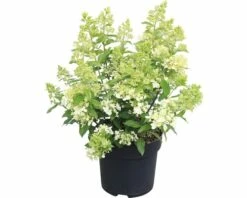 Rispenhortensie FloraSelf Hydrangea Paniculata 'Magical Matterhorn' H 50-60 Cm Co 6 L -FloraSelf Geschäft DV 8 10189470 02 4c DE 20191022124652