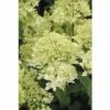 Rispenhortensie FloraSelf Hydrangea Paniculata 'Magical Andes' H 50-60 Cm Co 6 L -FloraSelf Geschäft DV 8 10189471 01 4c DE 20191020211659