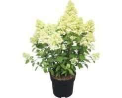 Rispenhortensie FloraSelf Hydrangea Paniculata 'Magical Andes' H 50-60 Cm Co 6 L -FloraSelf Geschäft DV 8 10189471 02 4c DE 20191022121758