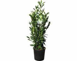 Kirschlorbeer FloraSelf Prunus Laurocerasus 'Elly' H 80-100 Cm Co 18 L -FloraSelf Geschäft DV 8 10189472 03 4c DE 20230201224651