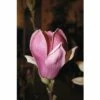 Magnolie FloraSelf Magnolia 'Satisfaction' H 100-125 Cm Co 10 L -FloraSelf Geschäft DV 8 10189474 01 4c DE 20191020211659