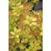 Berberitze FloraSelf Berberis Thunbergii 'Limoncello' H 30-40 Cm Co 4,5 L -FloraSelf Geschäft DV 8 10189475 02 4c DE 20191020211659