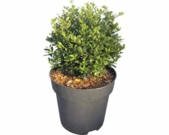 Bergilex Kugel FloraSelf Ilex Crenata 'Stokes' H 25-30 Cm Co 4,5 L -FloraSelf Geschäft DV 8 10189477 02 4c DE 20191022184758