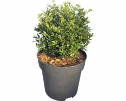 Bergilex Kugel FloraSelf Ilex Crenata 'Stokes' H 25-30 Cm Co 4,5 L -FloraSelf Geschäft DV 8 10189477 03 4c DE 20191022184657