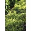 Bergilex Kugel FloraSelf Ilex Crenata 'Glorie Dwarf' H 25-30 Cm Co 4,5 L -FloraSelf Geschäft DV 8 10189480 01 4c DE 20191020211659