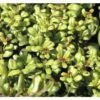 Bergilex Kugel FloraSelf Ilex Crenata 'Convexa' H 25-30 Cm Co 4,5 L -FloraSelf Geschäft DV 8 10189481 02 4c DE 20191020211659