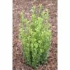 Bergilex FloraSelf Ilex Crenata 'Fastigiata' H 25-30 Cm Co 4,5 L -FloraSelf Geschäft DV 8 10189482 01 4c DE 20191020211659