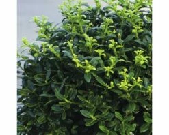 Bergilex Kugel FloraSelf Ilex Crenata 'Soft Touch' H 25-30 Cm Co 4,5 L