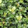 Stechpalme Kugel FloraSelf Ilex Meserveae 'Little Rascal' H 25-30 Cm Co 4,5 L -FloraSelf Geschäft DV 8 10189485 02 4c DE 20191020211659