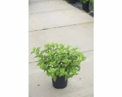 Rispenhortensie FloraSelf Hydrangea Paniculata 'Mojito' H 50-60 Cm Co 6 L