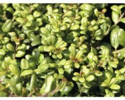 Bergilex Kugel FloraSelf Ilex Crenata 'Convexa' H 40-45 Cm Co 15 L