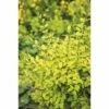 Buntlaubiger Liguster FloraSelf Ligustrum Ovalifolium 'Lemon And Lime' H 50-60 Cm Co 4,5 L -FloraSelf Geschäft DV 8 10189507 01 4c DE 20191020211659