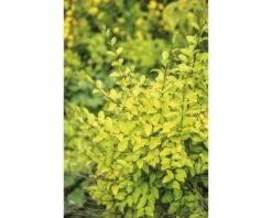 Buntlaubiger Liguster FloraSelf Ligustrum Ovalifolium 'Lemon And Lime' H 50-60 Cm Co 4,5 L