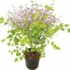 Zwergflieder FloraSelf Syringa-Cultivars 'Bloomerang Dark Purple' H 40-50 Cm Co 3 L -FloraSelf Geschäft DV 8 10193884 01 4c DE 20191022051658