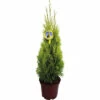 Goldgelbe Lebensbaum 'Golden Smaragd' FloraSelf Thuja Occidentalis 'Golden Smaragd' H 60-80 Cm Co 5 L -FloraSelf Geschäft DV 8 10241796 01 4c DE 20220602091759