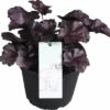 Purpurglöckchen FloraSelf Heuchera X Cultorum 'Forever Purple' H 10-15 Cm Co 1,5 L -FloraSelf Geschäft DV 8 10245515 01 4c DE 20191213201658