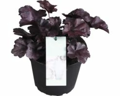Purpurglöckchen FloraSelf Heuchera X Cultorum 'Forever Purple' H 10-15 Cm Co 1,5 L