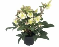 Christrose FloraSelf Helleborus Niger 'Winter Darling' H 25-35 Cm Co 4 L