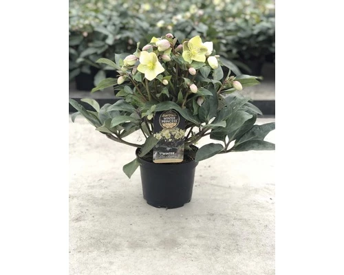 Christrose FloraSelf Helleborus Niger 'Winter Darling' H 25-35 Cm Co 4 L 4 Christrose FloraSelf Helleborus Niger 'Winter Darling' H 25-35 Cm Co 4 L – Bild 2