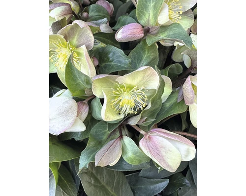 Christrose FloraSelf Helleborus Niger 'Winter Darling' H 25-35 Cm Co 4 L 5 Christrose FloraSelf Helleborus Niger 'Winter Darling' H 25-35 Cm Co 4 L – Bild 3
