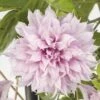 FloraSelf Großblumige Waldrebe Clematis Hybride 'Multi Pink' H 50-70 Cm Co 2,3 L -FloraSelf Geschäft DV 8 10245595 03 4c NL 20220228161750