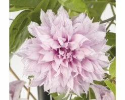 FloraSelf Großblumige Waldrebe Clematis Hybride 'Multi Pink' H 50-70 Cm Co 2,3 L