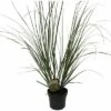 Pampasgras 'Senior' FloraSelf Cortaderia Selloana 'Senior' H 20-120 Cm Co 6 L -FloraSelf Geschäft DV 8 10257973 01 4c DE 20220322101659