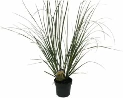 Pampasgras 'Senior' FloraSelf Cortaderia Selloana 'Senior' H 20-120 Cm Co 6 L