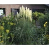 Pampasgras 'Senior' FloraSelf Cortaderia Selloana 'Senior' H 20-120 Cm Co 3 L -FloraSelf Geschäft DV 8 10257973 02 4c DE 20220322101659