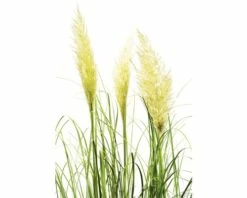 Pampasgras 'Sunningdale Silver' FloraSelf Cortaderia Selloana 'Sunningdale Silver' H 10-100 Cm Co 3 L