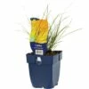 Bronze-Segge FloraSelf Carex Testacea 'Prairie Fire' H 5-40 Cm Co 0,5 L -FloraSelf Geschäft DV 8 10258026 01 4c DE 20200704221656