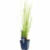 Flatterbinse FloraSelf Juncus Effusus H 5-40 Cm Co 0,5 L (6 Stk.)
