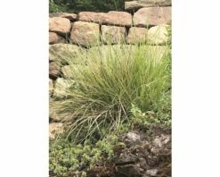 Herbst-Blaugras FloraSelf Sesleria Autumnalis H 5-30 Cm Co 0,5 L (6 Stk.)