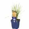 Riesen-Federgras FloraSelf Stipa Gigantea H 5-125 Cm Co 0,5 L (6 Stk.) -FloraSelf Geschäft DV 8 10258033 01 4c DE 20220725081651