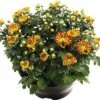 Chrysantheme FloraSelf Chrysanthemum Indicum 'Hoi Hoi' Ø 23 Cm Topf -FloraSelf Geschäft DV 8 10270929 01 4c DE 20200728181800