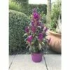 Celosie, Hahnenkamm Pyramide FloraSelf Celosia Argentea 'Deep Purple Caracas' Ø 17 Cm Topf -FloraSelf Geschäft DV 8 10270930 01 4c DE 20200727161659