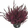 Besenheide, Heidekraut, Knospenheide FloraSelf Calluna Vulgaris Beauty Ladies Ø 17 Cm Topf -FloraSelf Geschäft DV 8 10270951 01 4c DE 20200425214652