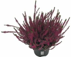 Besenheide, Heidekraut, Knospenheide FloraSelf Calluna Vulgaris Beauty Ladies Ø 17 Cm Topf