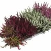 Besenheide, Heidekraut, Knospenheide FloraSelf Calluna Vulgaris Beauty Ladies Ø 9,5 Cm Topf -FloraSelf Geschäft DV 8 10270952 01 4c DE 20200425214652