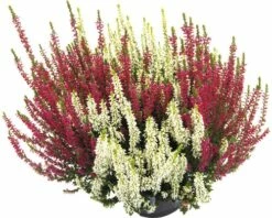 Besenheide, Heidekraut, Knospenheide FloraSelf Calluna Vulgaris Beauty Sisters Ø 11 Cm Topf -FloraSelf Geschäft DV 8 10270953 03 4c DE 20200501194757